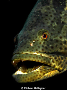 Grouper portrait, Byron Bay, Australia... by Michael Gallagher 